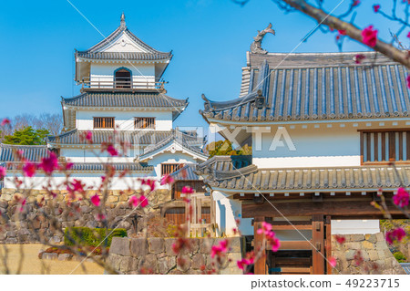 Shiraishi Castle and plum blossoms 49223715