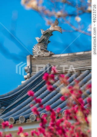 Shiraishi Castle and plum blossoms Shiraishi Castle and plum blossoms 49223716