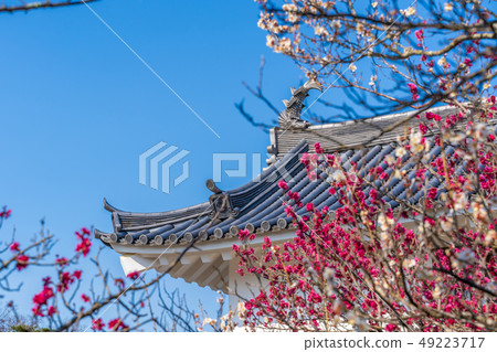 Shiraishi Castle and plum blossoms Shiraishi Castle and plum blossoms 49223717
