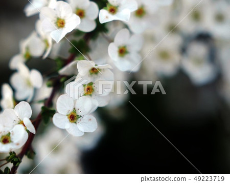 Close-up of white flowers of Yukiyanagi Close-up of white flowers of Yukiyanagi 49223719