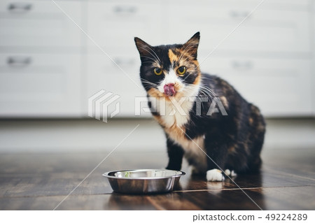 Hungry cat at home kitchen 49224289