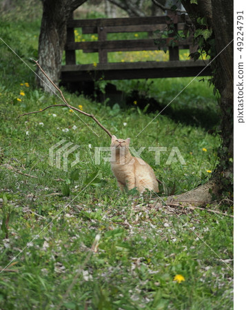 Tea tiger spring 49224791