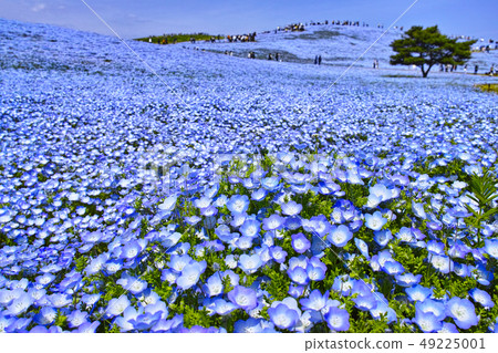 A hill where nemophila blooms in full bloom A hill where nemophila blooms in full bloom 49225001