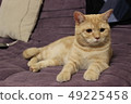 Portrait of a young red cat on the couch 49225458