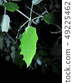 Green leaf of poplar on a dark background 49225462