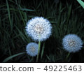 Dandelions close up on a dark background with 49225463