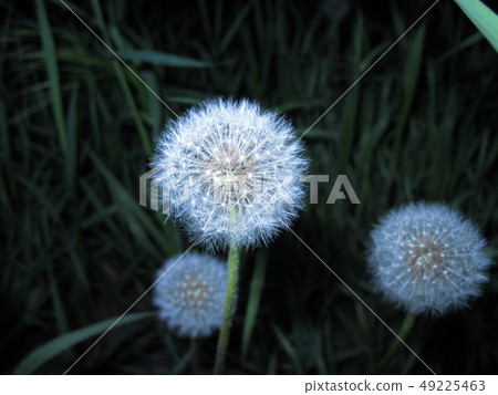 Dandelions close up on a dark background with 49225463