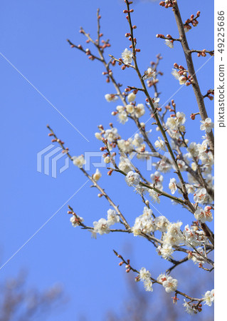 Early blooming white plum blossoms Early blooming white plum blossoms 49225686