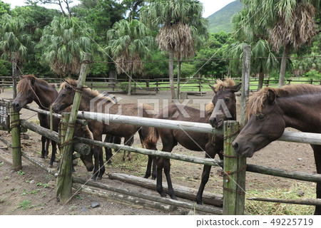 Kaimondake馬 49225719