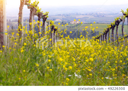 vineyards in the hills of Tuscany vineyards in the hills of Tuscany 49226308