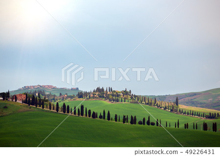 tuscany landscape with cypress alley tuscany landscape with cypress alley 49226431