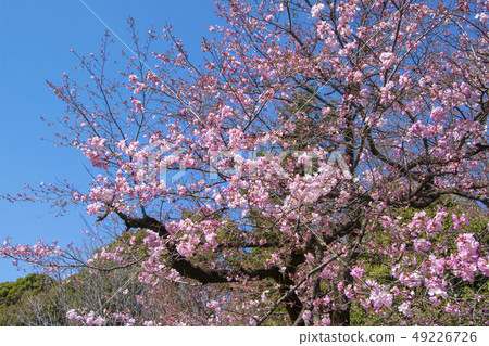 It is a variety called cherry blossoms and jindaimochi. 49226726