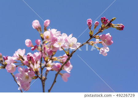 It is a variety called cherry blossoms and jindaimochi. 49226729
