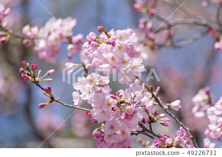 It is a variety called cherry blossoms and jindaimochi. It is a variety called cherry blossoms and jindaimochi. 49226731