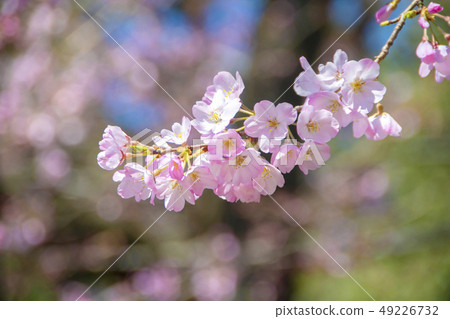 It is a variety called cherry blossoms and jindaimochi. 49226732