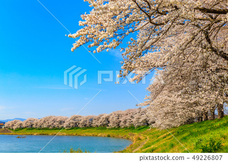 First glance Senbonzakura Ogawara First glance Senbonzakura Ogawara 49226807