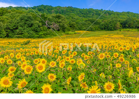 夏天的Sannokura高原向日葵 夏天的Sannokura高原向日葵 49226986
