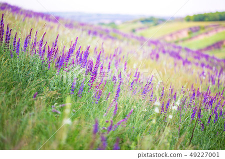 salvia growing in a field salvia growing in a field 49227001