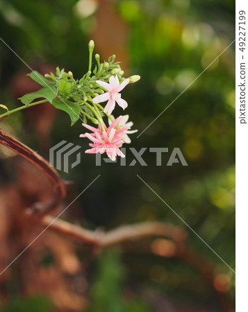 Chinese honey Suckle flower, Rangoon creeper Chinese honey Suckle flower, Rangoon creeper 49227199