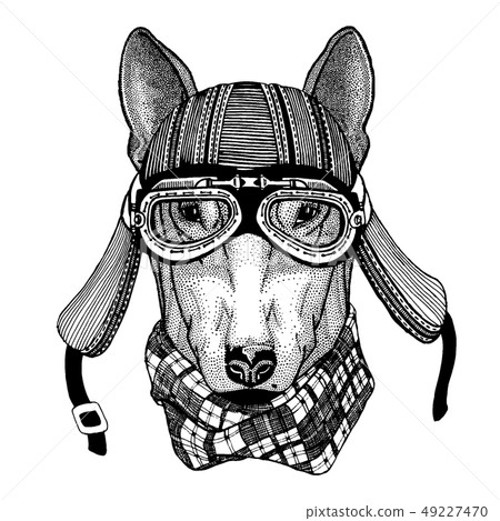 dog wearing motorcycle helmet