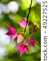 Pink and green maple leaves of spring 49227525