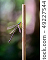 Dragonfly in the nature and bokeh background 49227544