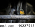 Cute bird on the bamboo and dark background. 49227548