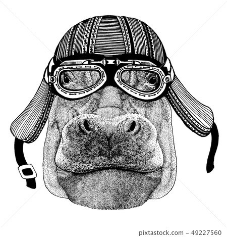 Wild Hippo, Hippopotamus, behemoth, river-horse biker animal wearing motorcycle helmet. Hand drawn 49227560