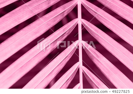 palm leaf background 49227825