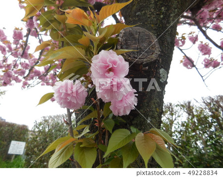 Yamazakura Yamazakura 49228834