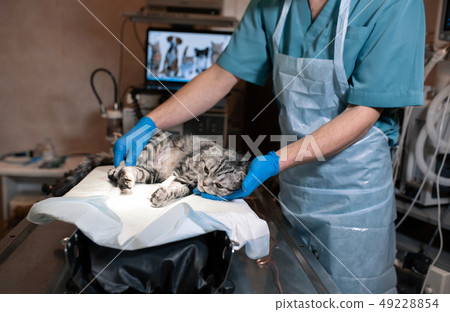 anesthesiologist prepares a cat for surgery. Pet 49228854