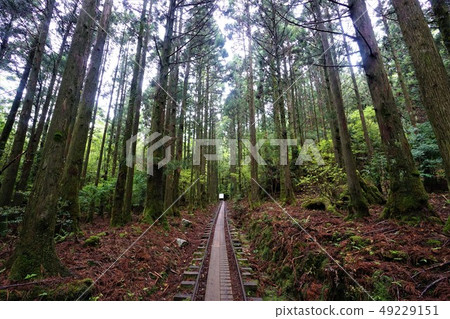 Anbo Forest Railway trace of Yakushima Anbo Forest Railway trace of Yakushima 49229151