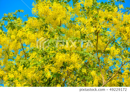 Cassia fistula, known as golden rain tree 49229172