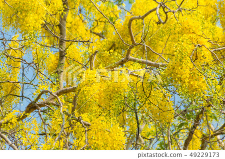 Cassia fistula, known as golden rain tree 49229173