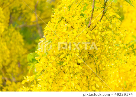 Cassia fistula, known as golden rain tree 49229174