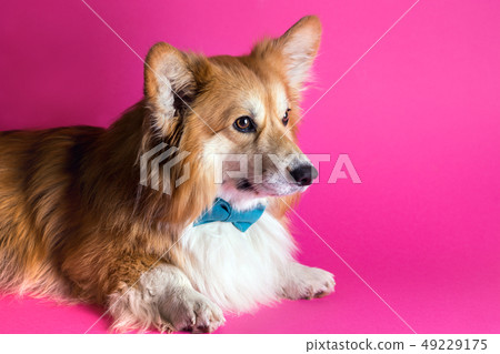 corgi fluffy portrait 49229175