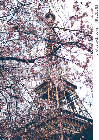 Blossoming sakura 49229383