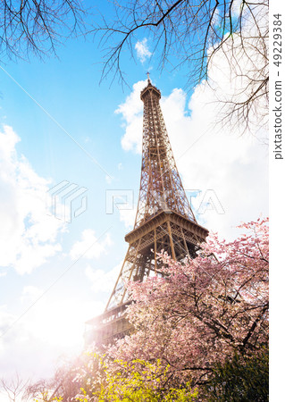 Blossoming sakura 49229384