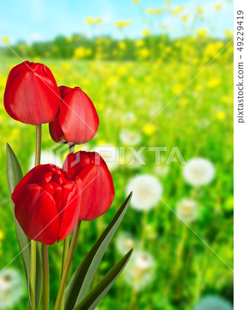 Red tulips in the meadow in the springtime 49229419
