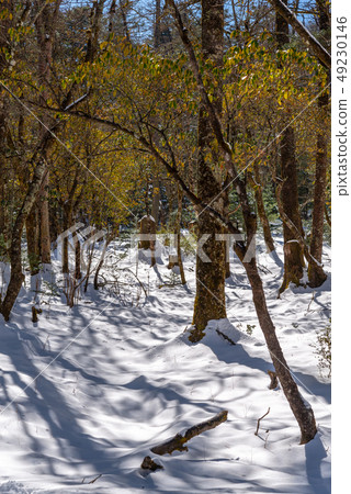 China Lijiang Jade Dragon Snow Mountain China Jade Dragon Snow Mountain 49230146