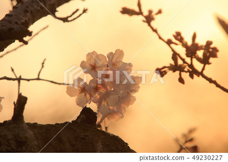 Omuta City Amagiyama Park Cherry blossoms Omuta City Amagiyama Park Cherry blossoms 49230227