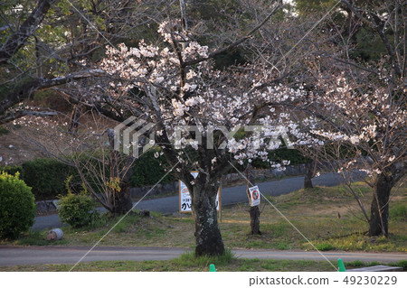 大牟田市天山公園櫻花盛開 大牟田市天山公園櫻花盛開 49230229
