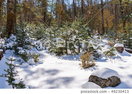 中國麗江玉龍雪山 中国観光スポット China Jade Dragon Snow Mountain 49230413