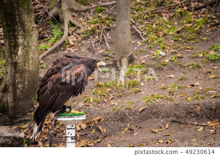 red tail hawk in the park 49230614