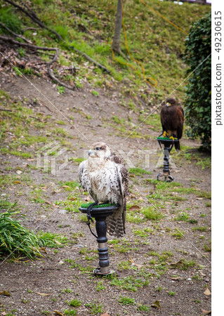 red tail hawks in the park 49230615