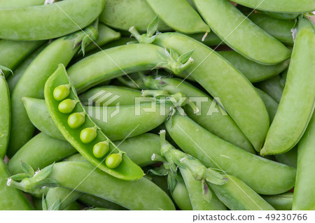 豌豆 豌豆 49230766