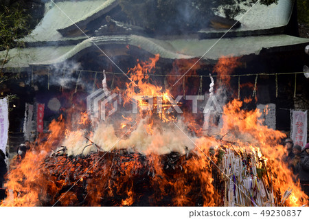 在神社場地舉行的烏龜 49230837