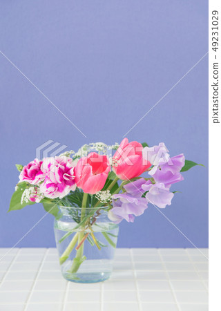 Tulip and Sweetpea 49231029