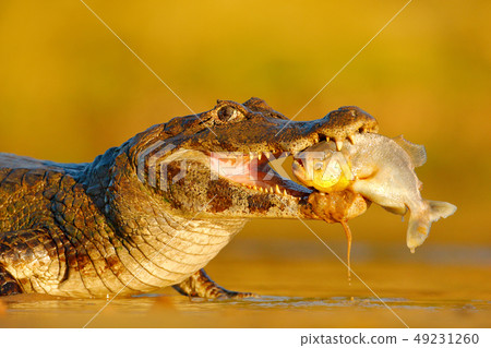 Crocodile catch fish in river water, evening light Crocodile catch fish in river water, evening light 49231260