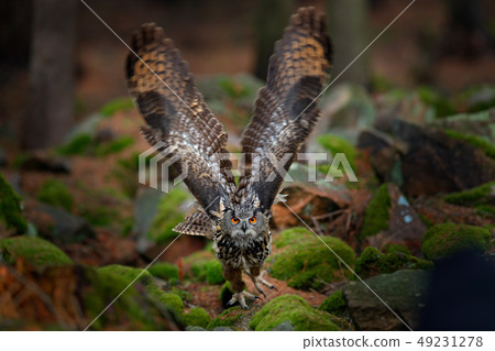 Flying Eurasian Eagle Owl with open wings 49231278
